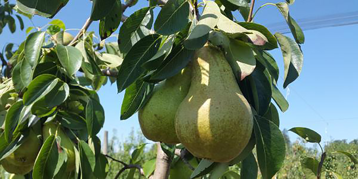 Pere, Coldiretti Emilia-Romagna chiede interventi urgenti